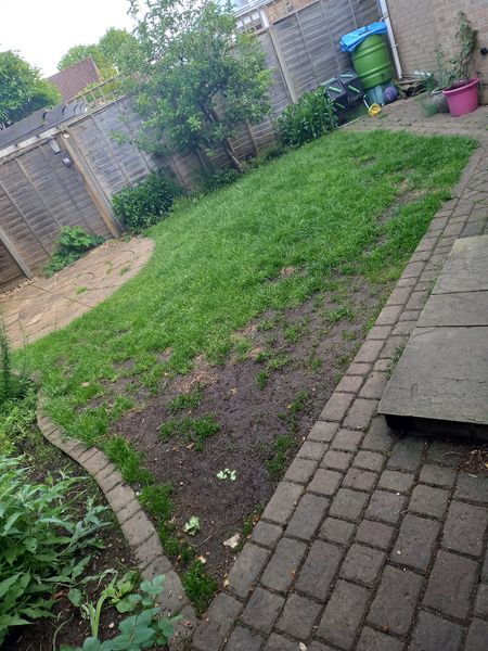 A backyard with a patchy green lawn and some bare soil areas. Brick paths lead around the lawn, with a tree and plants along the fence. A green compost bin and a pink pot are in the corner. The yard is bordered by wooden fences.