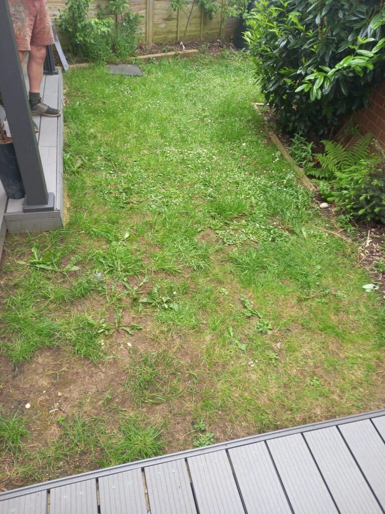 A backyard view shows a patchy grass lawn with some weeds. A wooden deck is partially visible in the foreground, and a person wearing shorts and standing on the deck is visible in the top left. Shrubs and a wooden fence border the garden.