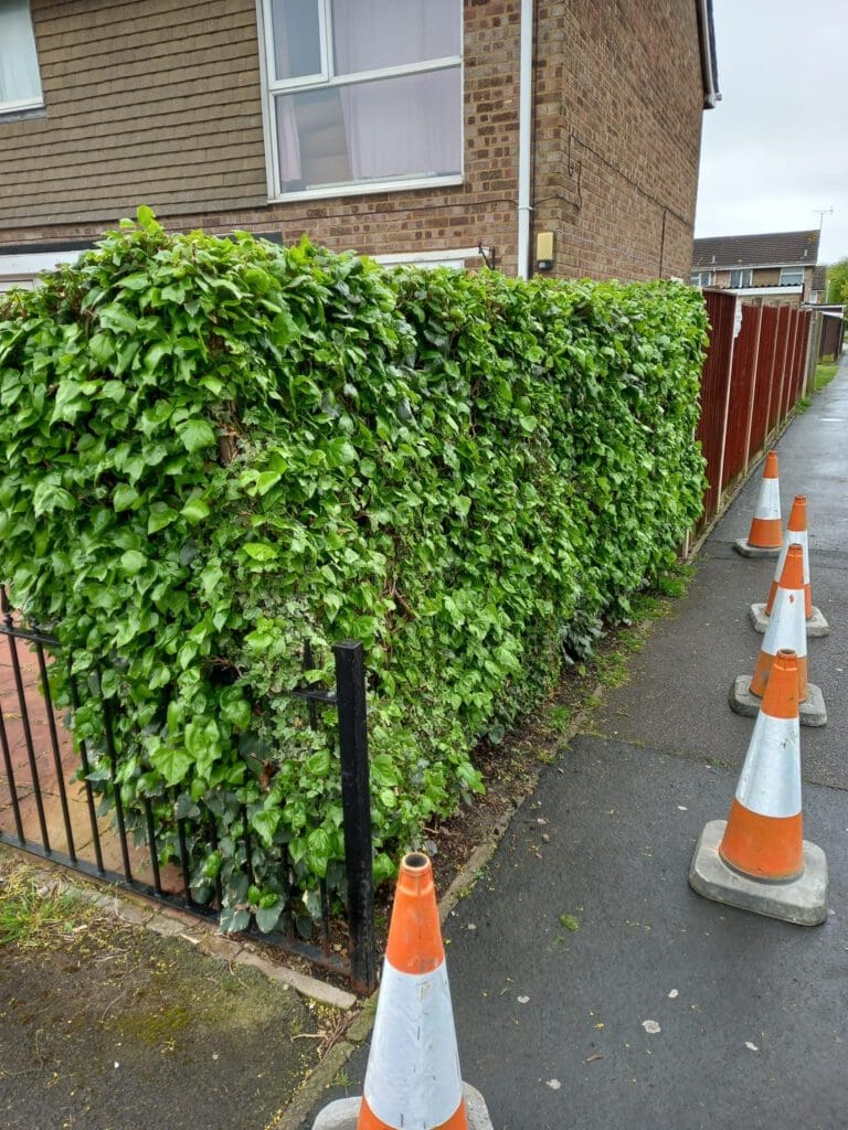 A lush green hedge lines the sidewalk in front of a brick house. Several orange and white traffic cones are positioned along the edge of the sidewalk. A wooden fence runs parallel to the hedge. The sky is overcast.