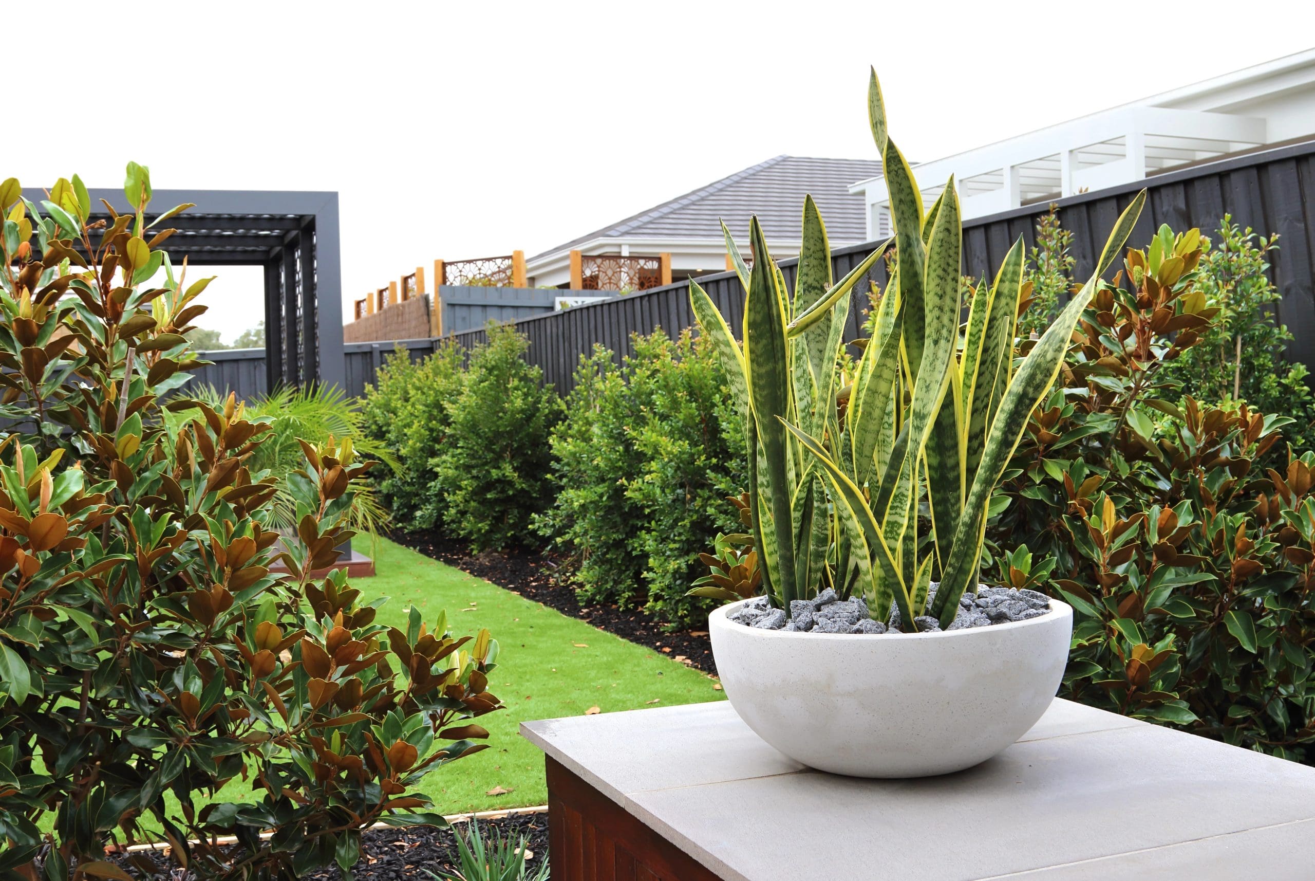 A modern backyard garden features a potted snake plant atop a stone pedestal. Lush green shrubs line the neatly trimmed grass lawn, and a pergola is visible in the background, enhancing the contemporary outdoor design.