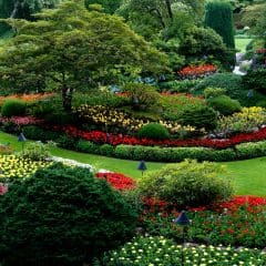 A lush, vibrant garden featuring a variety of colorful flowers, green shrubs, and trees. A winding grassy pathway leads through the garden, which is surrounded by neatly trimmed hedges and plants in full bloom, creating a serene and picturesque landscape.