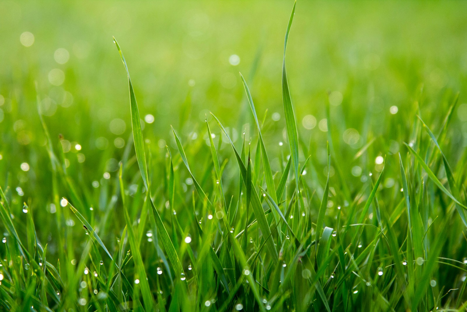 Close-up of vibrant green grass with dew droplets on the blades, softly lit by sunlight, creating a fresh, lively atmosphere. The background is a smooth gradient of green, suggesting a lush, healthy lawn.