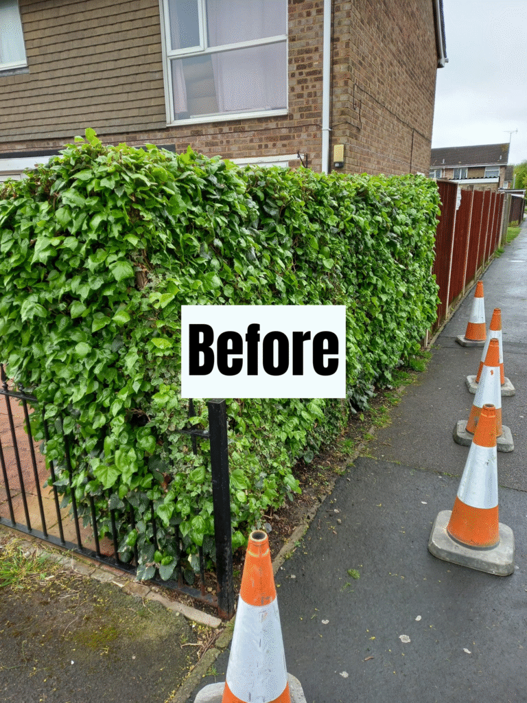 A tall, leafy green hedge lines a sidewalk beside a house. Four orange and white traffic cones are placed along the curb. A white sign with the word "Before" is overlaid on the image.