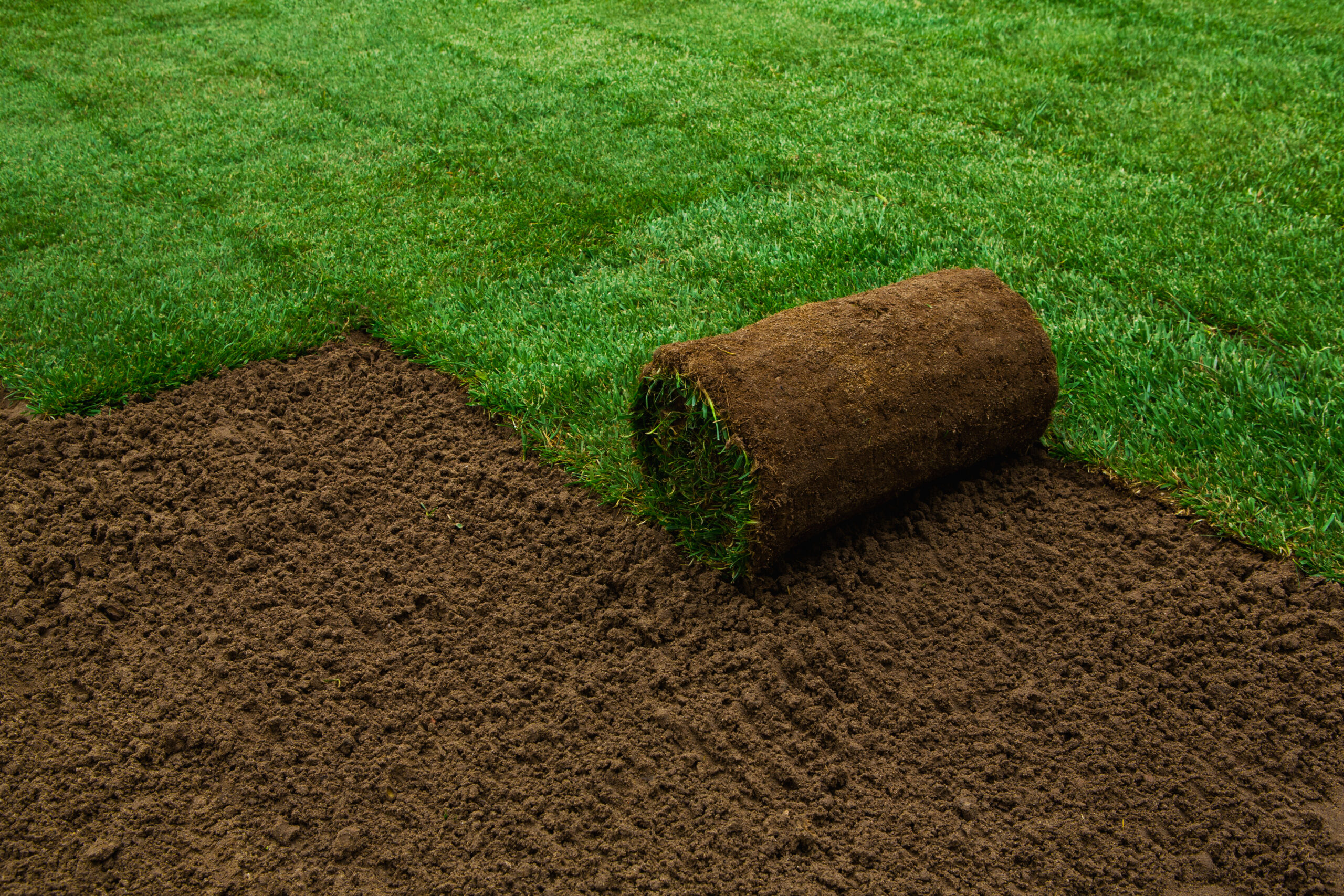 A roll of sod is partially unrolled onto bare soil, showing the process of laying new grass on a lawn. The fresh green turf contrasts with the brown earth underneath.
